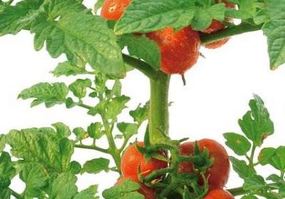 描写神态的词语有什么(合集71句)