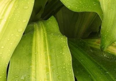 热带雨林的故事词语(合集7句)