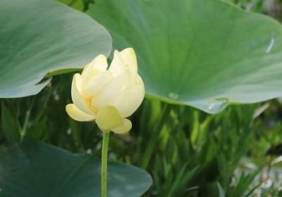 花好月圆词语(合集50句)