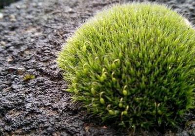 词语接龙柳暗花明(汇总71句)