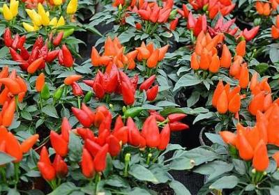 摄组词语有哪些(通用61句)