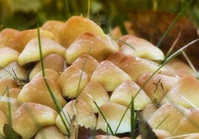 描写春天的词语四字词语(精选45句)