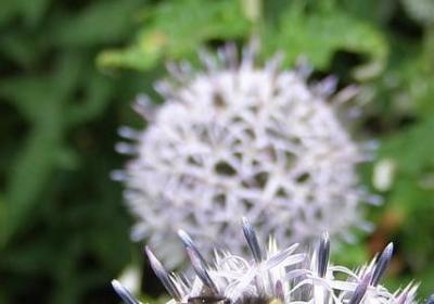 描写花的香味的词语(通用81句)