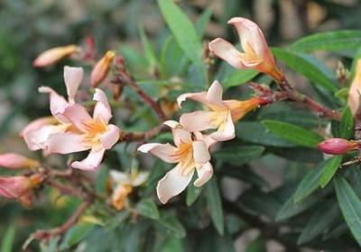 节日思念亲人的词语(50句)