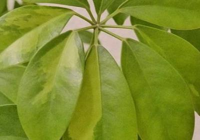 表示神情的词语有哪些(通用60句)