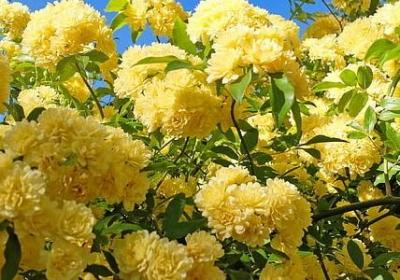 撑能组什么词语(实用60句)