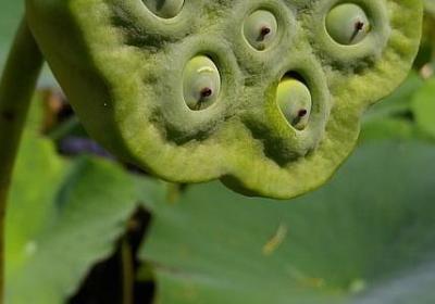 描写松树的词语(精选9句)