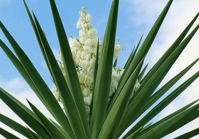 描写月的四字词语(热门50句)