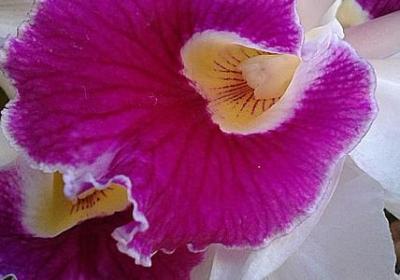 描写踢足球的词语(实用42句)