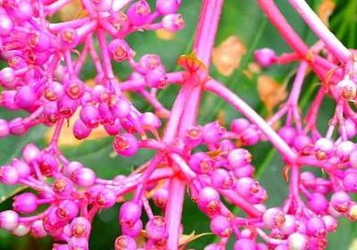 描颜色的词语(合集60句)