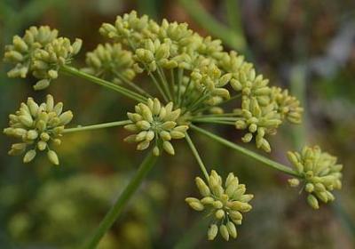 描写春天的四字词语有哪些(热门68句)