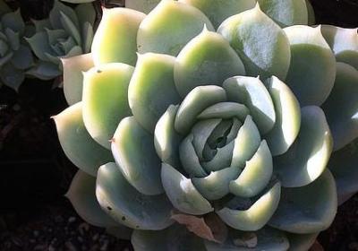 描写秋天的植物的词语(优选50句)