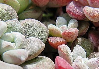 撑组词语有哪些(汇总35句)