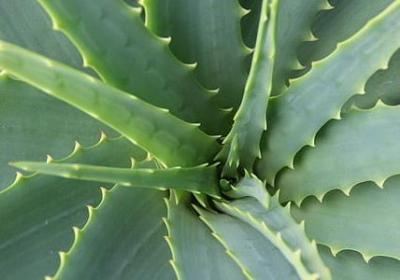 描写绿色的词语两个字(优选50句)