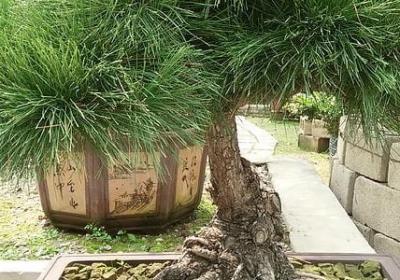 描写节日场面的词语(汇总50句)