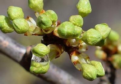 棵的词语有哪些(实用25句)