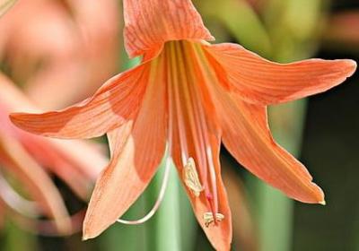 描写樱花的词语(优选37句)