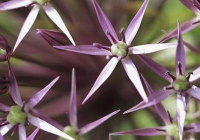 描写红薯的词语(精选80句)