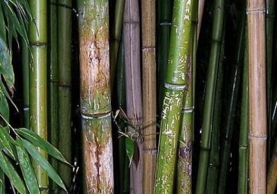 描写森林词语(通用70句)