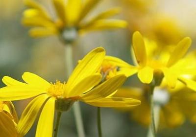 教师节祝福词语(汇总20句)