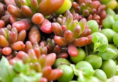 禅意素食的句子(合集59句)