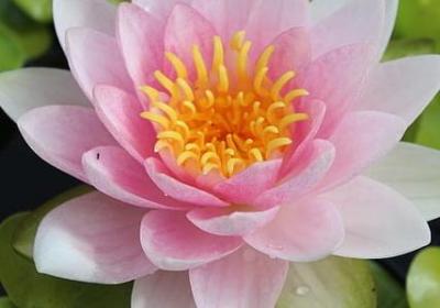 祝福全家人的精美句子(40句)