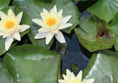稻草人的句子(必备40句)