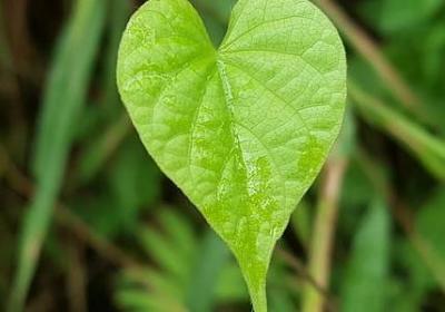 看烟花的心情句子(优选51句)