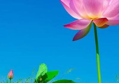 花好月圆的句子(合集40句)
