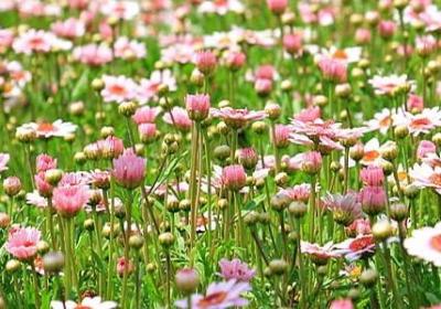 节日的句子(精选20句)