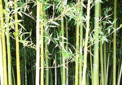 自己开业的经典句子(推荐50句)