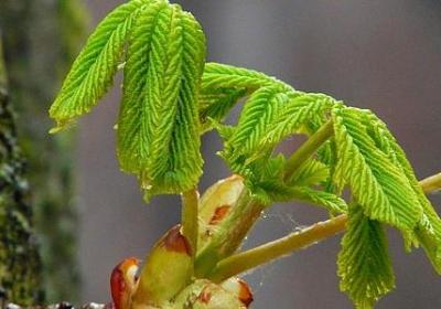 蜜蜂采蜜的优美句子(合集50句)