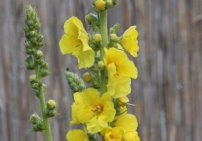 花开花落的唯美句子(实用70句)