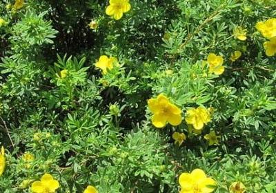 花让人心情变好的句子(10句)
