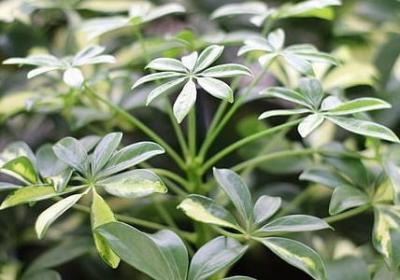 细节描写的句子加赏析(必备20句)