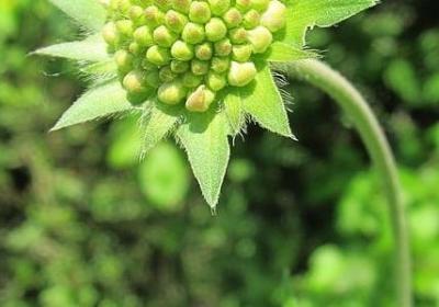 老师敬业的句子(精选50句)
