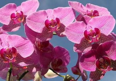 蜜蜂采蜜的句子(精选50句)