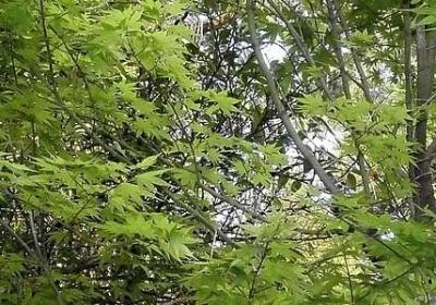 表示特定称谓的句子(优选51句)