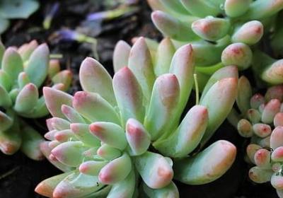 花漂亮的句子(精选60句)
