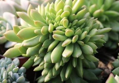 英语主谓结构的句子(汇总50句)