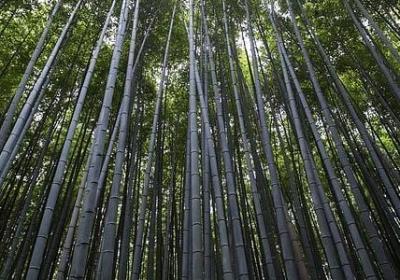 仿写四季句子(优选9句)