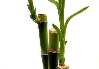 仿写句子简短大全(精选45句)