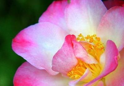 仲春时节特征的句子(合集10句)