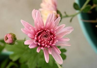 优美的句子柳绿花红(推荐20句)