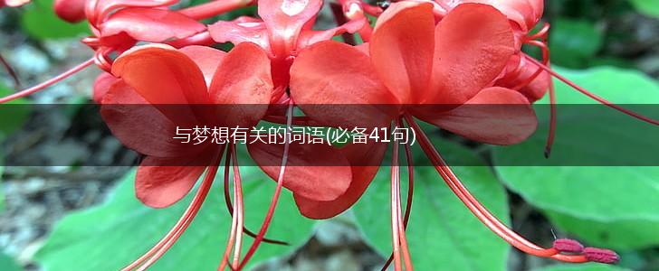 与梦想有关的词语(必备41句),第1张