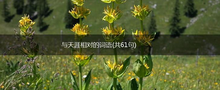 与天涯相对的词语(共61句),第1张