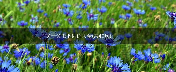 关于读书的词语大全(共40句),第1张