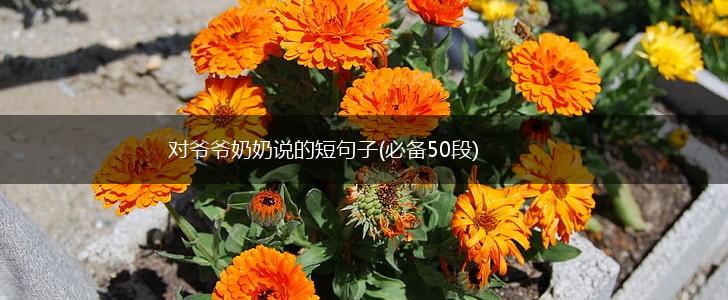 对爷爷奶奶说的短句子(必备50段),第1张