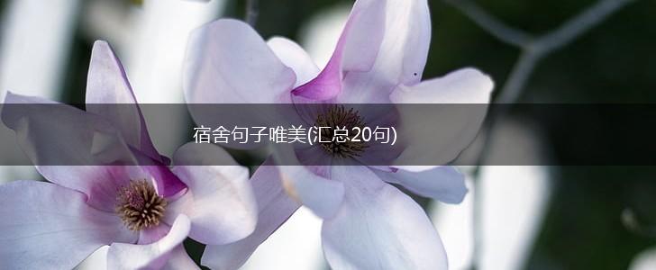 宿舍句子唯美(汇总20句),第1张