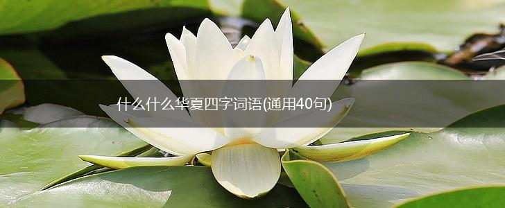 什么什么华夏四字词语(通用40句),第1张